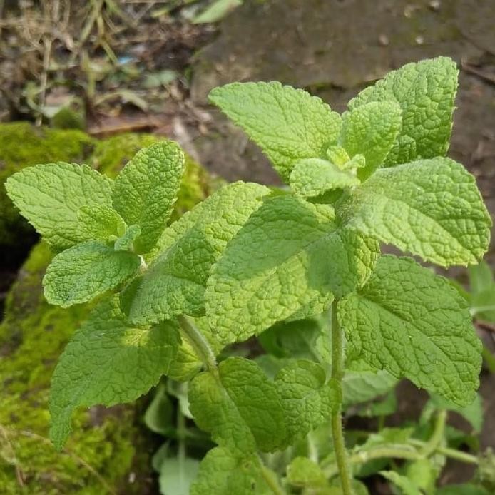 

Terlaris Bibit Tanaman Daun Apple Mint/Tanaman Daun Mint/Mint Apel Murah