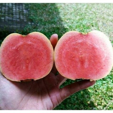 

Terlaris Bibit Buah Jambu Kristal Merah(Nonbiji) Berbunga/Berbuah