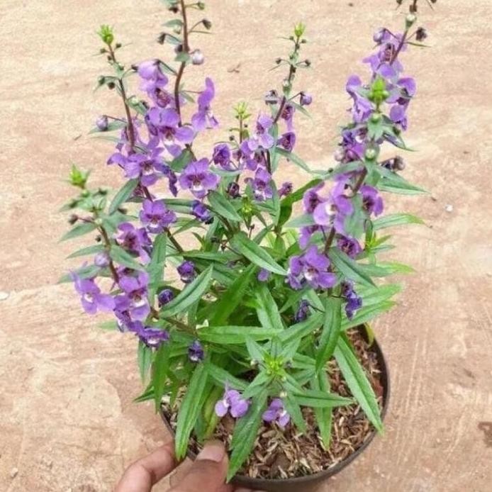 

Terlaris Ready Stok Paket 3 Tanaman Anti Nyamuk Rosemary Lavender Zodia / Tanaman Hias Pengusir Nyamuk Bibit Tanaman Anti Nyamuk