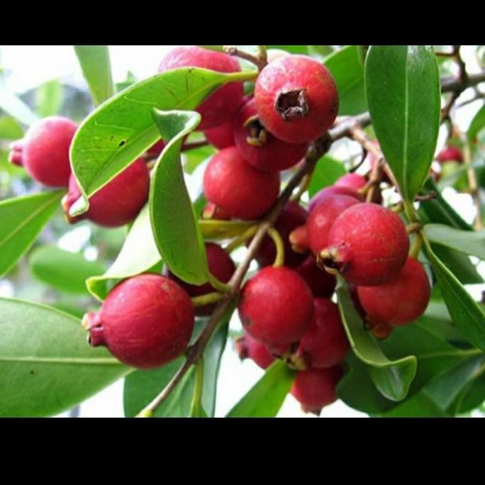 

Terlaris Bibit Jambu Leci Merah Unggul Hasil Cangkok
