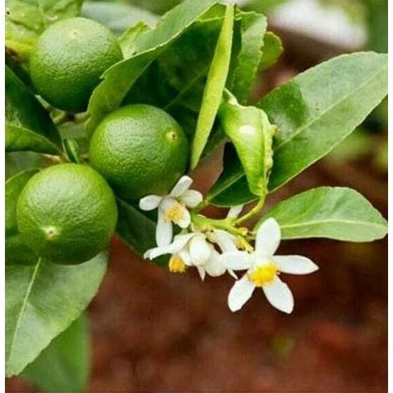 

Terlaris Termurah Bibit Pohon Jeruk Nipis Sudah Berbunga Berkualitas