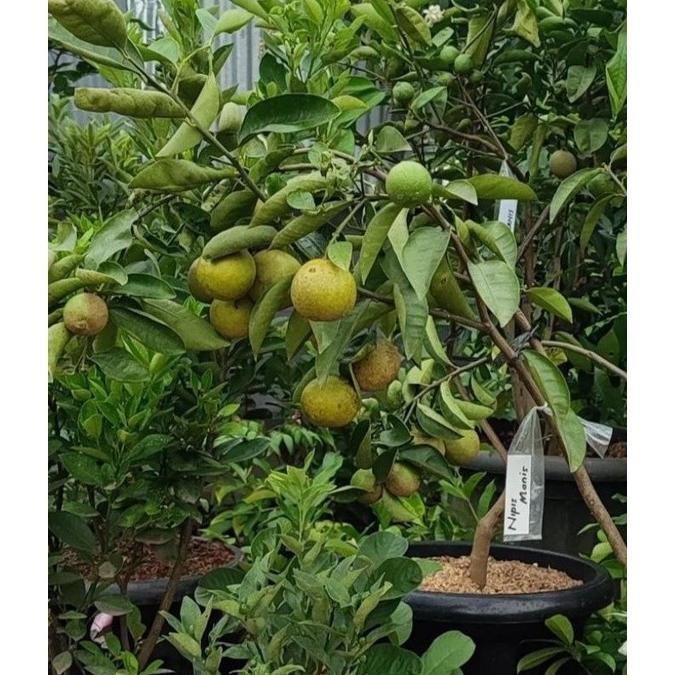 

Terlaris Bibit Jeruk Nipis Manis Cepat Berbuah Yaksti 6874As