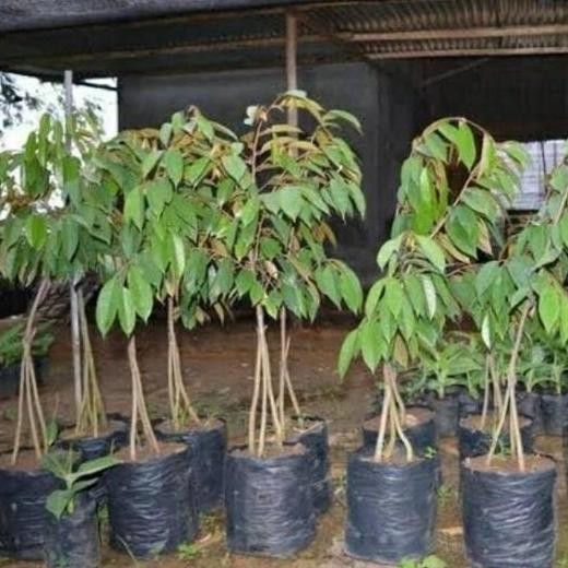

Terlaris Bibit Tanaman Buah Durian Musangking Kaki 3