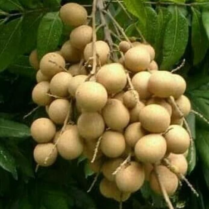 

Terlaris Bibit Pohon Aroma Durian Sudah Berbuah Minimal Berbunga