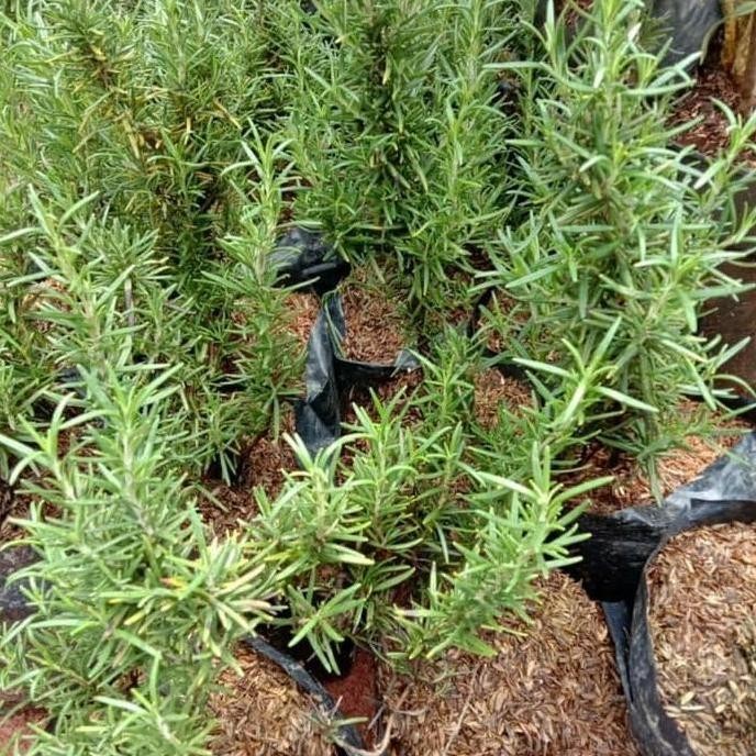 

Terlaris Bibit Pohon Rosemary - Tanaman Anti Serangga