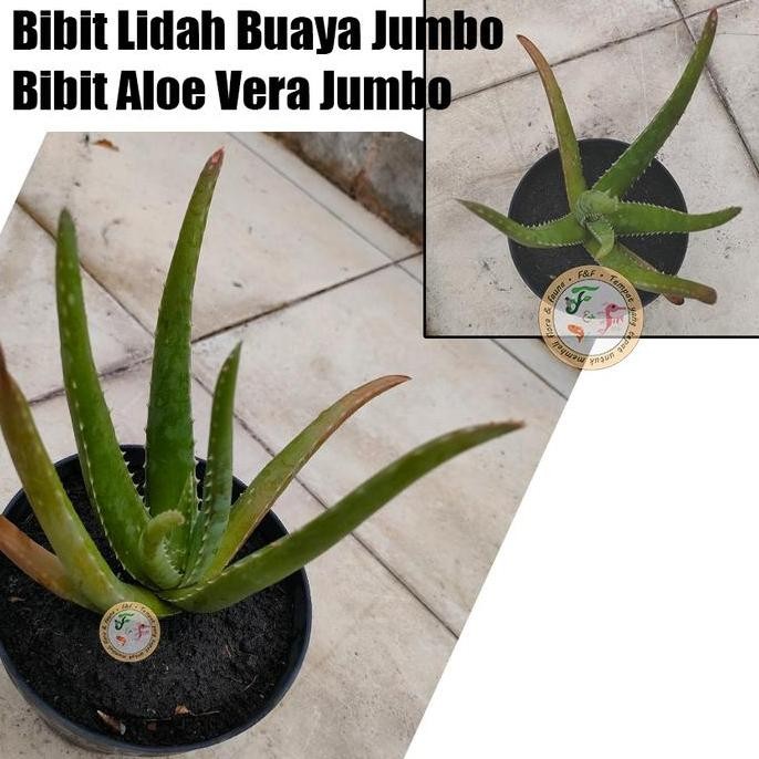 

Terlaris Bibit Lidah Buaya Jumbo, Giant Aloe Vera | Bibit Barbadensis Miller