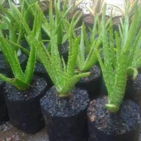 

Terlaris Bibit Tanaman Lidah Buaya