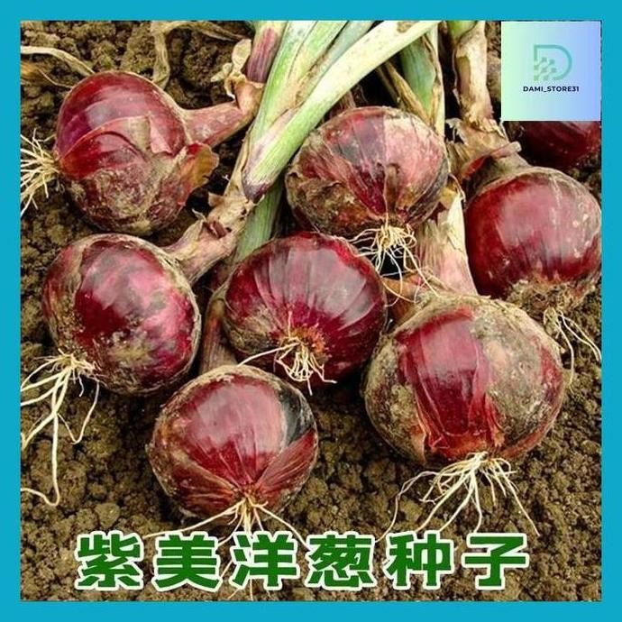 

Terlaris Dami_ Kwalitas Terjamin- Isi 50 Biji Benih Bawang Merah Bibit Sayuran Organik Tanaman Sayuran Benih Bibit Hidroponik Sayuran Benih F1 Minigarden Benih Repack