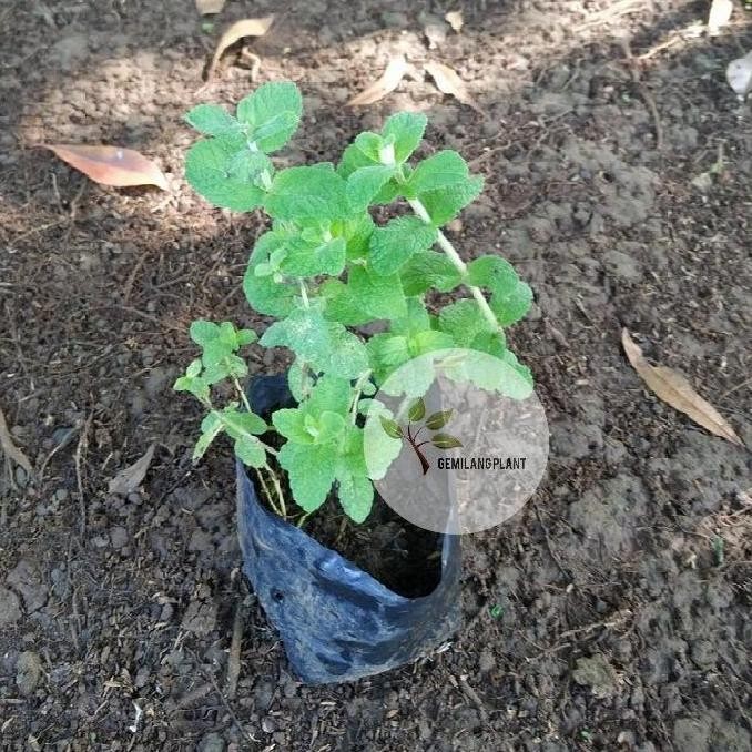 

Terlaris Oorriiii Bibit Pohon Appel Mint - Tanaman Appel Mint - Daun Mint - Obat Herbal