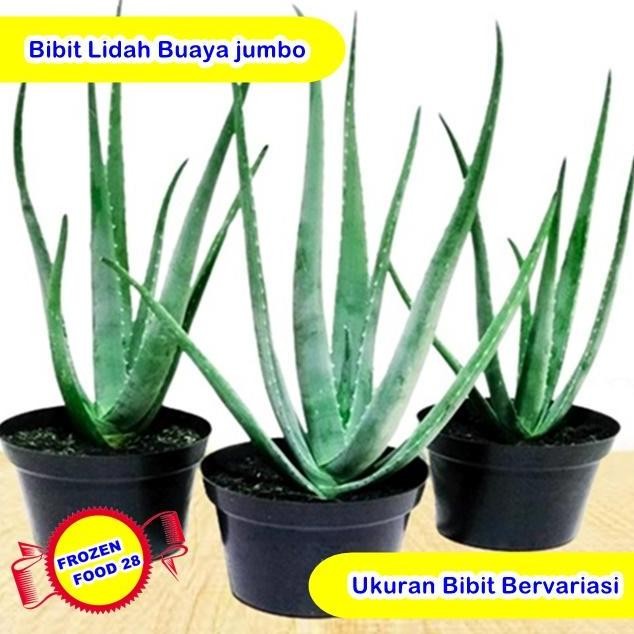 

Terlaris Bibit Lidah Buaya Jumbo, Aloevera Gel Organik Murni, Benih Pohon Tanaman Hias Hidup Indoor Outdoor Tahan Panas, Daun Pelepah Lidah Buaya Segar Super Jumbo Pontianak