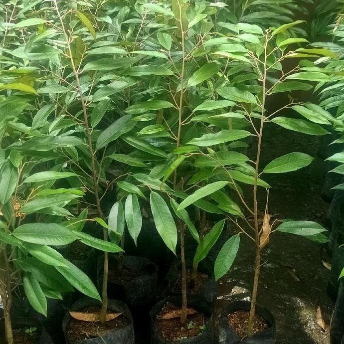 

Terlaris Benih Bibit Tanaman Durian Musangking