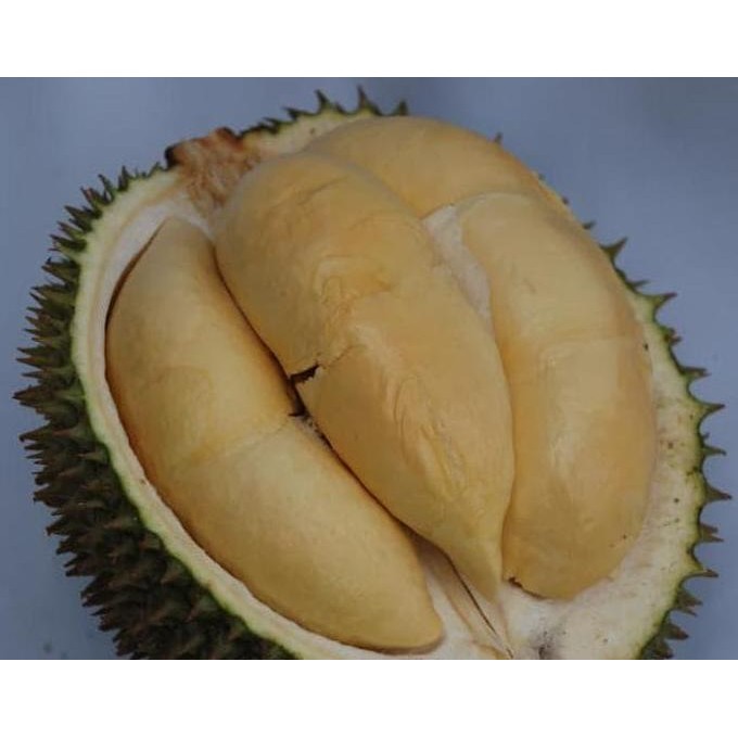 

Terlaris $_$ Bibit Durian Raja Udang / Bibit Buah / Tanaman #_*