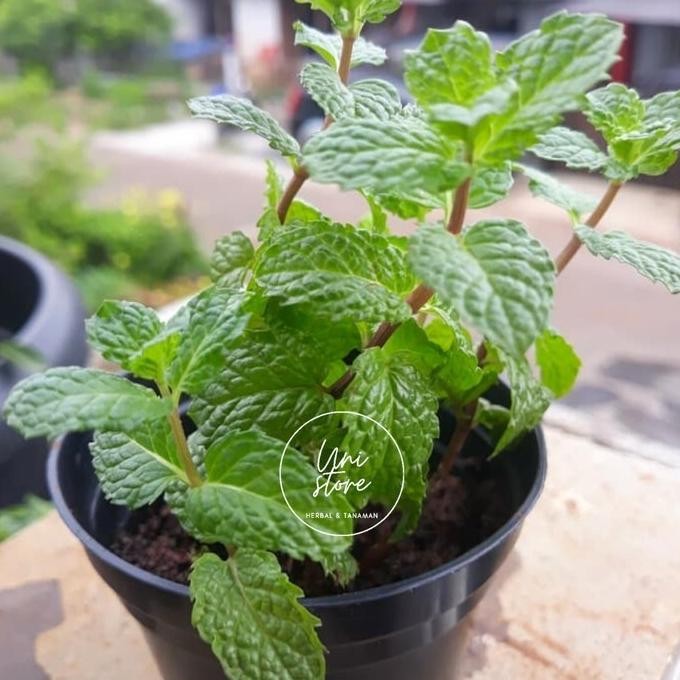 

Terlaris Bibit Tanaman Daun Min - Herbal Daun Mint - Spearmint
