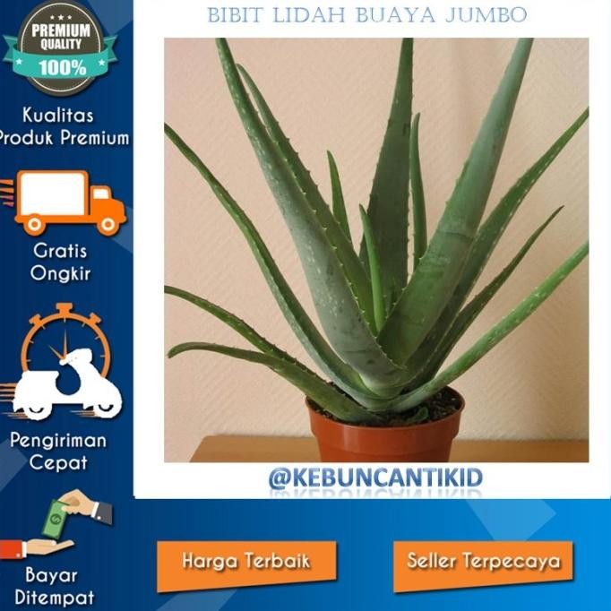 

Terlaris Promo Bibit Tanaman Hias Lidah Buaya Jumbo Aloevera Asli Terlaris Dan