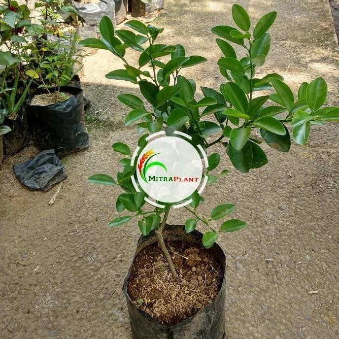 

Terlaris Bibit Pohon Jeruk Nipis - Tanaman Buah Jeruk Nipis Herbal Bahan Masak