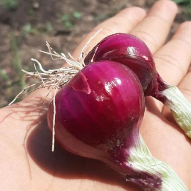 

Terlaris Daily Farm - Benih Bibit Bawang Merah Hibrida