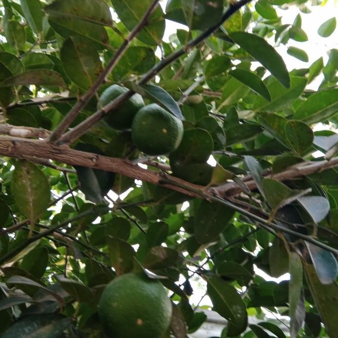 

Terlaris Bibit Jeruk Nipis Super Cepat Berbuah Beli 5 Gratis 1