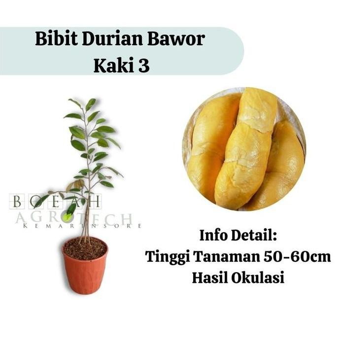 

Terlaris Bibit Durian Bawor Kaki 3 (Jaminan Original)