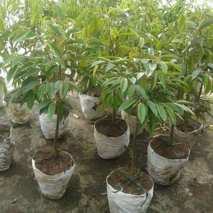 

Terlaris Bibit Durian Bawor Tinggi 1M