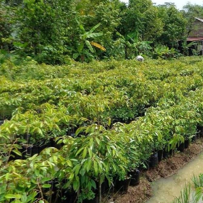 

Terlaris Bibit Tanaman Buah Durian Orange Segar