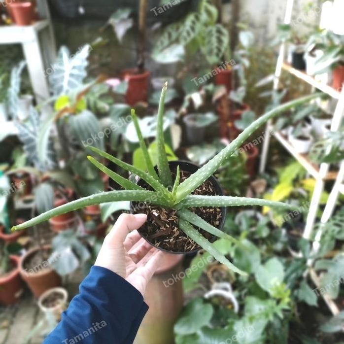 

Terlaris Bibit Tanaman Lidah Buaya