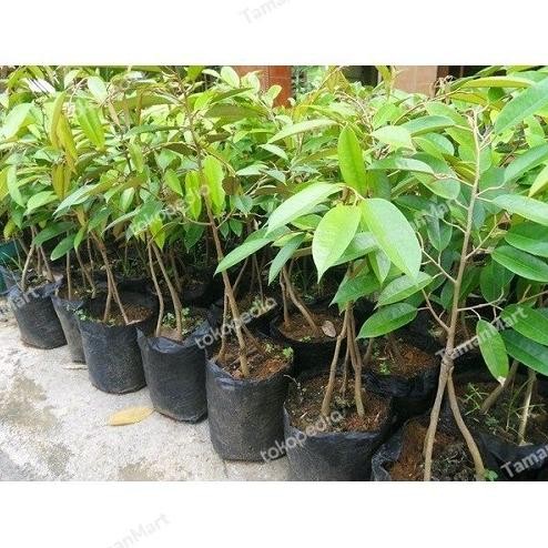 

Terlaris Bibit Durian Musangking Kaki 3 Unggul Tinggi Super