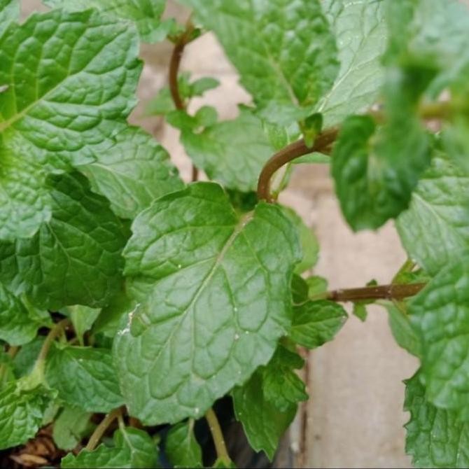 

Terlaris Bibit Tanaman Daun Spearmint - Daun Mint - Menthol - Tanaman Herbal