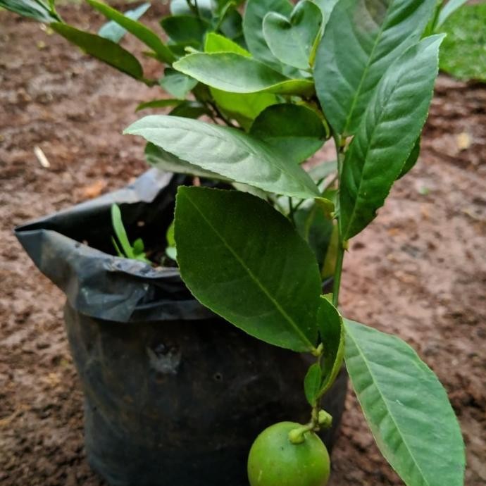 

Terlaris Bibit Pohon Jeruk Nipis - Tanaman Jeruk Nipis Berbuah Mmmm