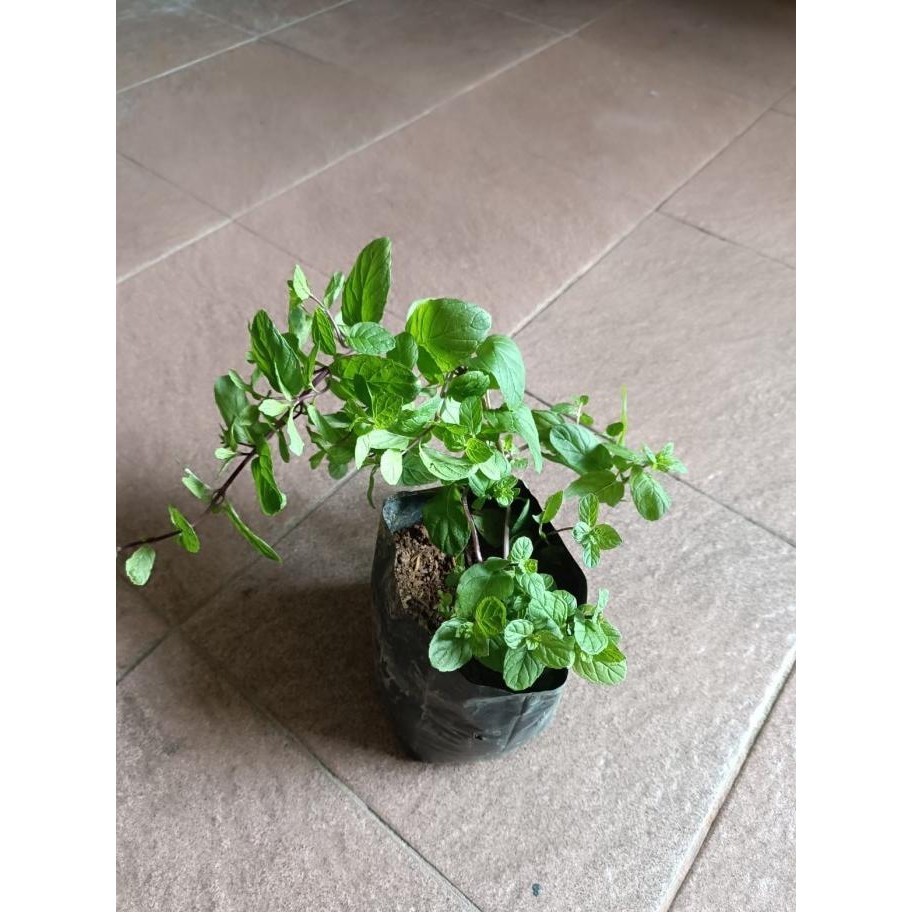 

Terlaris Bibit Tanaman Herbal Daun Mint Menthol