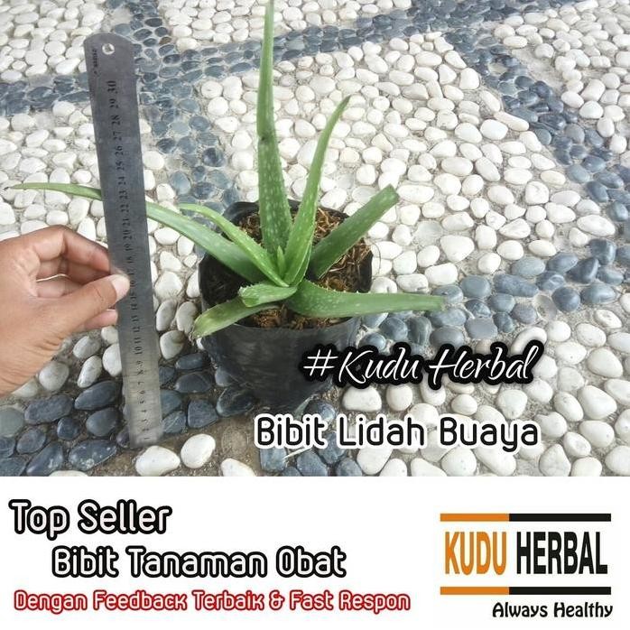 

Terlaris Bibit Tanaman Obat Lidah Buaya