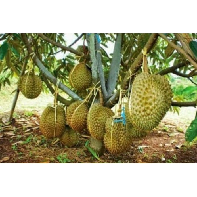 

Terlaris Bibit Durian Montong Super
