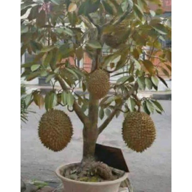 

Terlaris Bibit Durian Montong Super(Bisa Berbuah Di Pot)
