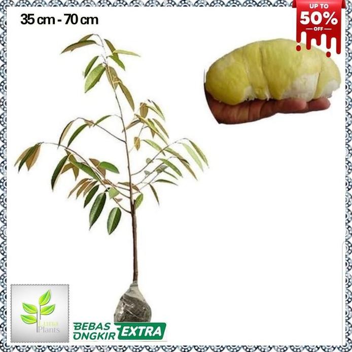 

Terlaris Bibit Durian Montong King - Tanaman Buah Durian