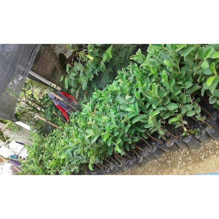 

Terlaris Bibit Jambu Kristal Merah Unggul Murah | Ecer Dan Grosir Di Layani