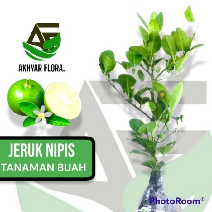 

Terlaris Bibit Tanaman Buah Jeruk Nipis Bibit Jeruk Nipis Jeruk Pecel