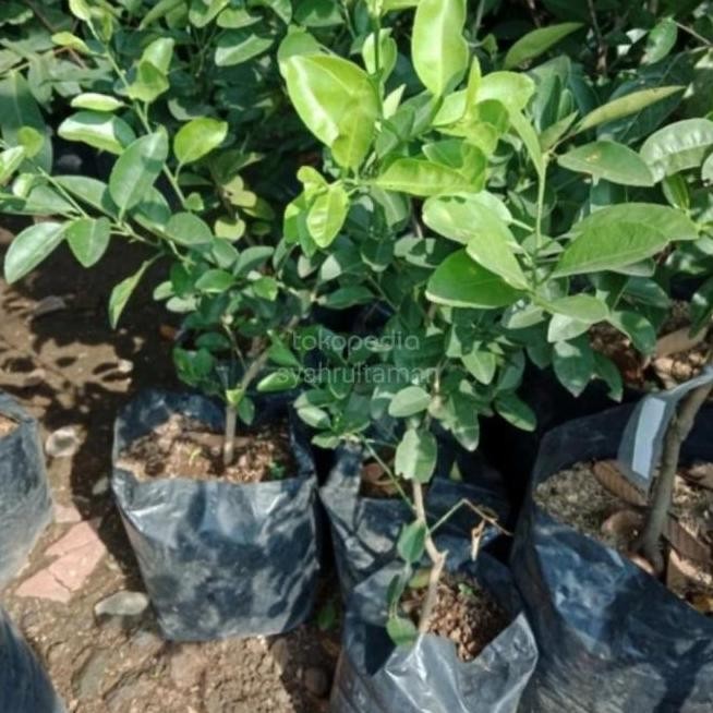 

Terlaris Bibit Tanaman Jeruk Nipis - Pohon Jeruk Nipis Bibit Ber Laris