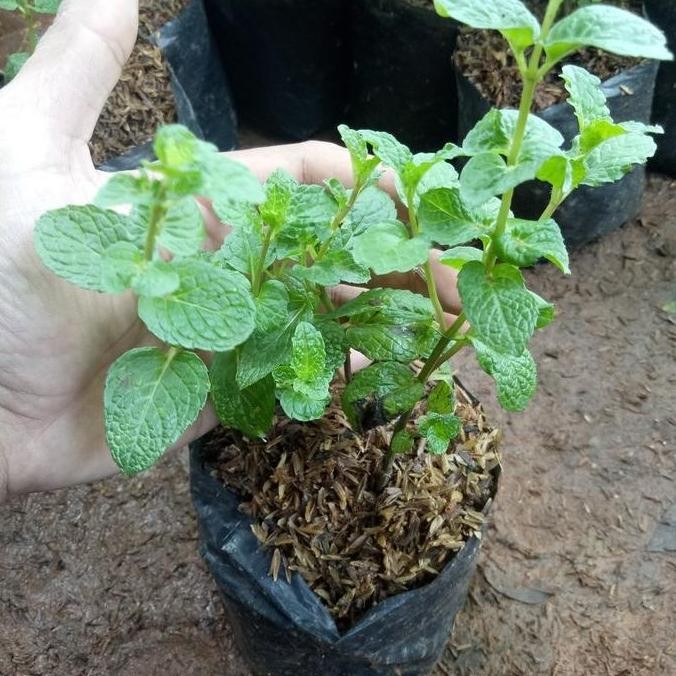 

Terlaris Terlaris!! Bibit Tanaman Daun Mint Bibit Mint Pohon Mint Best Seller!!