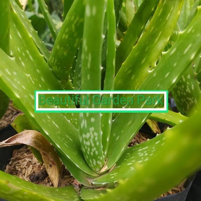 

Terlaris Tanaman Hias Herbal Aloe Vera Lidah Buaya - Tanaman Lidah Buaya Bibit
