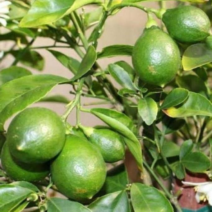 

Terlaris Super Best Sudah Berbuah Bibit Tanaman Buah Jeruk Nipis Super Aa19 Laris
