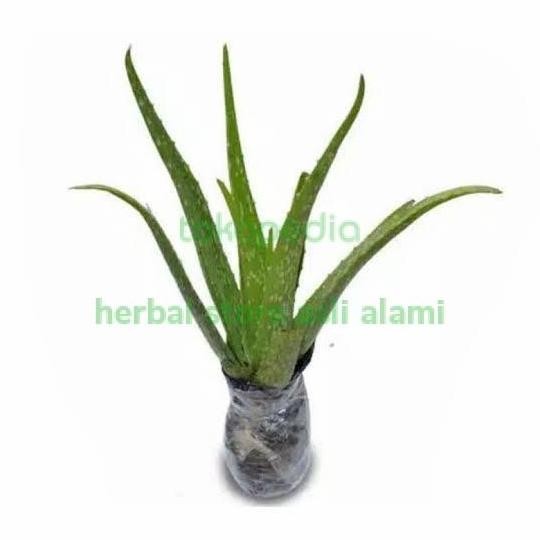 

Terlaris Bibit Lidah Buaya (Aloe Vera)