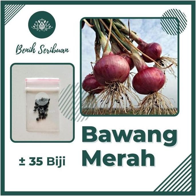 

Terlaris 35 Benih Bawang Merah Lokananta Cap Panah Merah - Bibit Tanaman Sayur