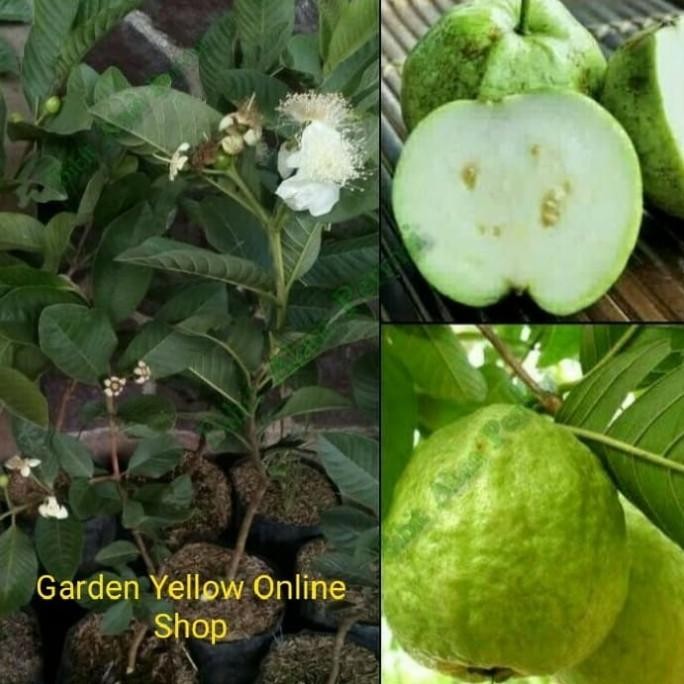 

Terlaris Tanaman Bibit Jambu Kristal Sudah Berbunga/Berbuah Murah Topm