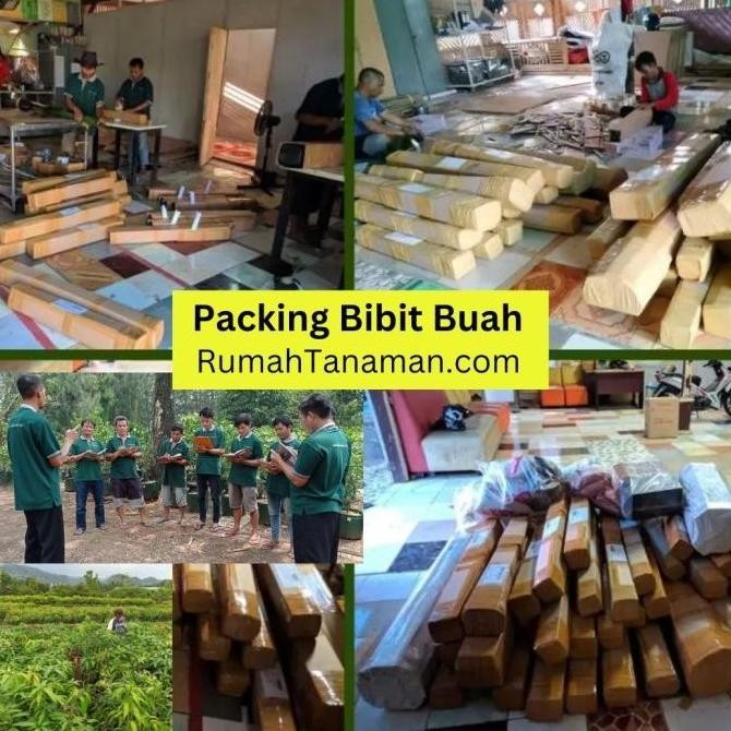 

Terlaris Bibit Tanaman Buah Jeruk Nipis Cepat Berbuah Laris