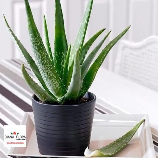 

Terlaris Tanaman Hias Indoor Mini Lidah Buaya Bibit Tanaman Hias Aloe Vera