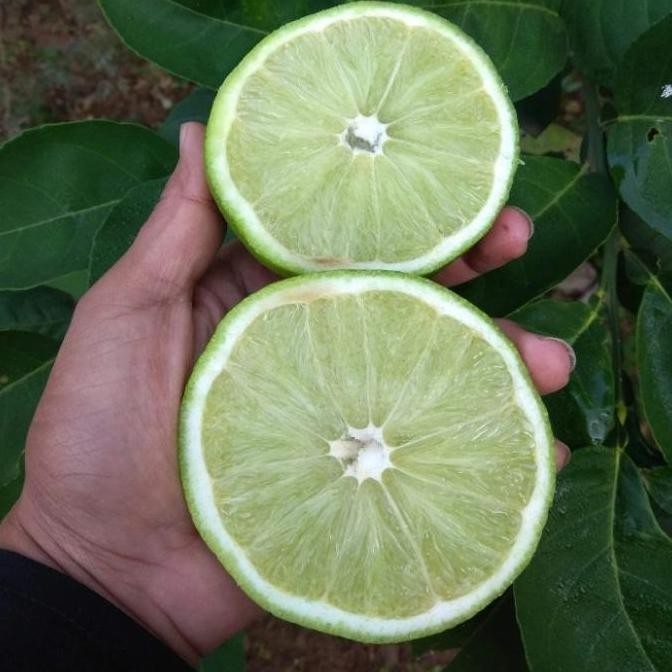 

Terlaris Termurah Bibit Pohon Jeruk Nipis Non Biji - Tinggi 70Cm Berkualitas