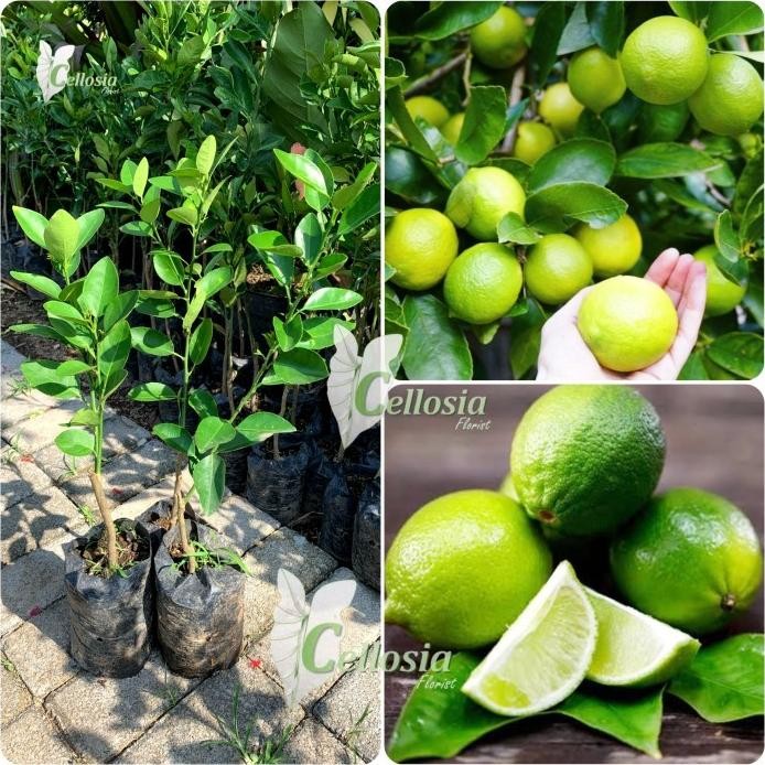 

Terlaris Obral Bibit Tanaman Buah Jeruk Nipis Bumbu / Jeruk Pecel Okulasi Atzx