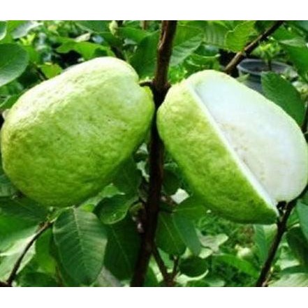 

Terlaris Bibit Tanaman Jambu Sukun Kristal