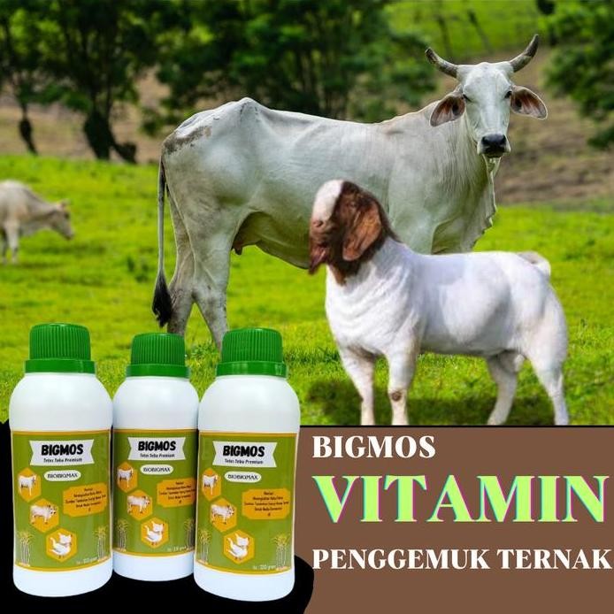 

Terlaris Bigmos Vitamin Penggemuk Ternak Sapi,Kambing,Bebek,Ayam,Ikan Meningkatkan Nafsu Makan Peningkat Imun Vitamin Yang Berisi Cairan Herbal