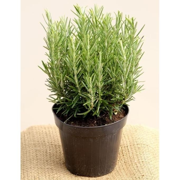 

Terlaris Bibit / Benih Herb Rosemary Herbal Wangi Dan Harum Isi 10 Biji