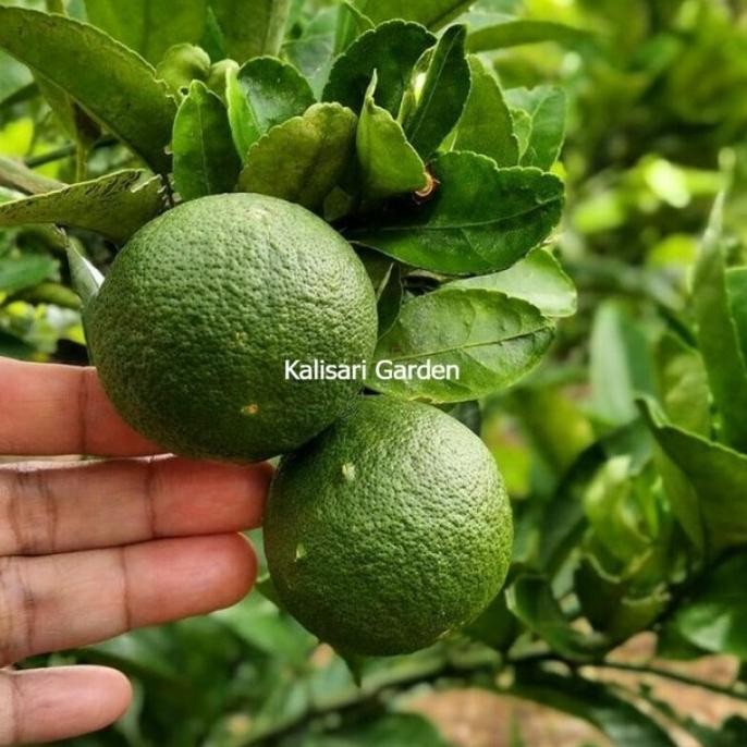 

Terlaris Bibit Pohon Buah Jeruk Nipis Jumbo Hasil Okulasi Cepat Berbuah Premium